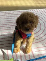 Twix, a male Goldendoodle for sale in Houston, TX – 2 of 4