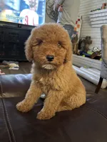 Twix, a male Goldendoodle for sale in Houston, TX – 4 of 4