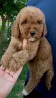 Twix, a male Goldendoodle for sale in Houston, TX – 3 of 4