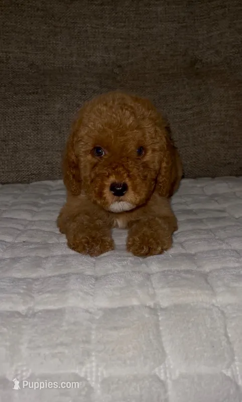 Twix – Goldendoodle puppy for sale in Houston, TX