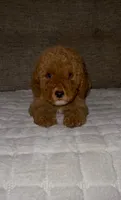 Twix, a male Goldendoodle for sale in Houston, TX – 1 of 4