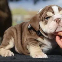 processed/6a6ffb69-a15d-4a58-8984-312774529bd1/facility/8c3eb81e-78a4-48a4-8e8b-b7aab8e67ff6