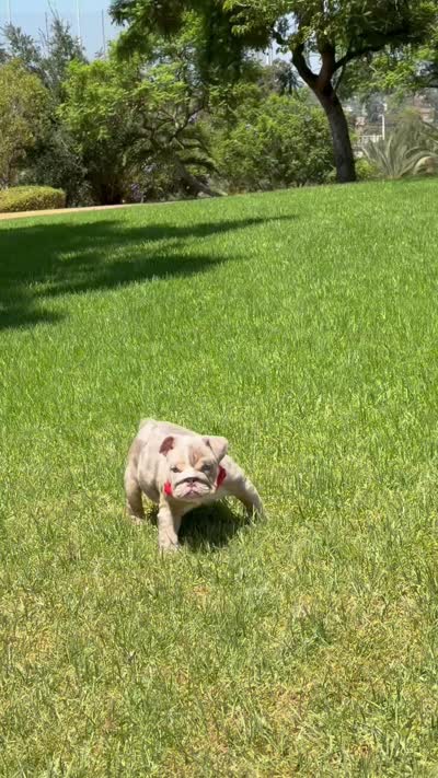 Chanel , a female English Bulldog for sale in Los Angeles, CA – 6 of 6