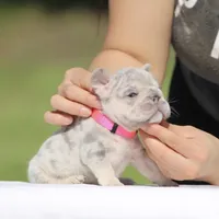 Rose, a female French Bulldog for sale in Los Angeles, CA – Photo 1 of 4