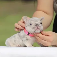 Rose, a female French Bulldog for sale in Los Angeles, CA – Photo 3 of 4