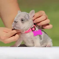 Rose, a female French Bulldog for sale in Los Angeles, CA – Photo 2 of 4