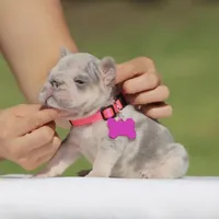 Rose, a female French Bulldog for sale in Los Angeles, CA – Photo 4 of 4