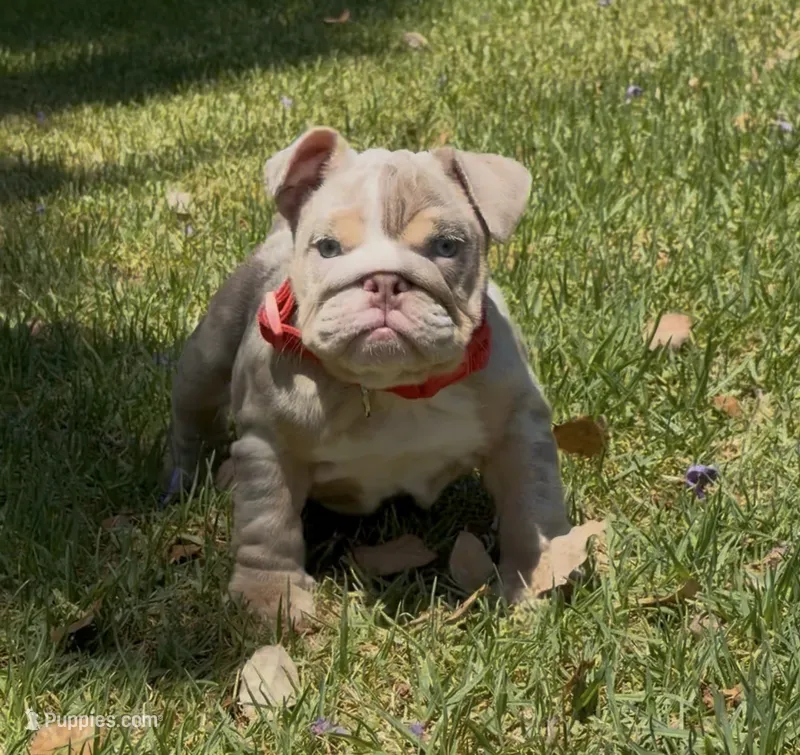 Chanel  – English Bulldog puppy for sale in Los Angeles, CA