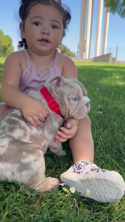 Chanel , a female English Bulldog for sale in Los Angeles, CA – 3 of 3