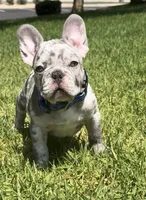 Blue collar , a male French Bulldog for sale in Los Angeles, CA – 2 of 4