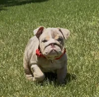 Chanel , a female English Bulldog for sale in Los Angeles, CA – 2 of 6