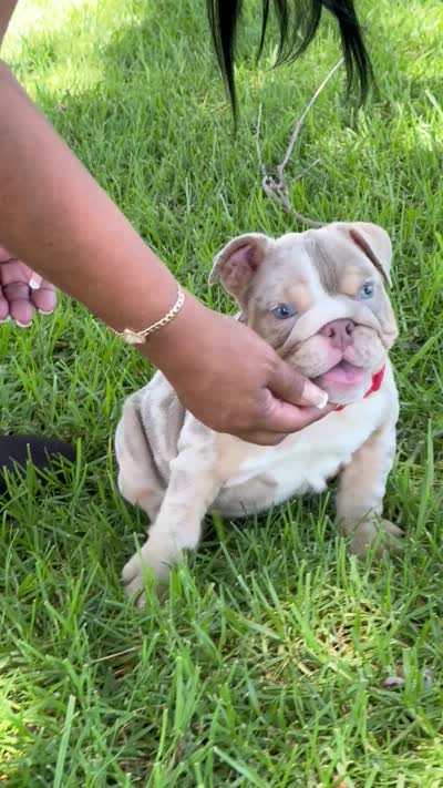 Chanel , a female English Bulldog for sale in Los Angeles, CA – 1 of 3