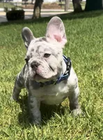 Blue collar , a male French Bulldog for sale in Los Angeles, CA – 3 of 4