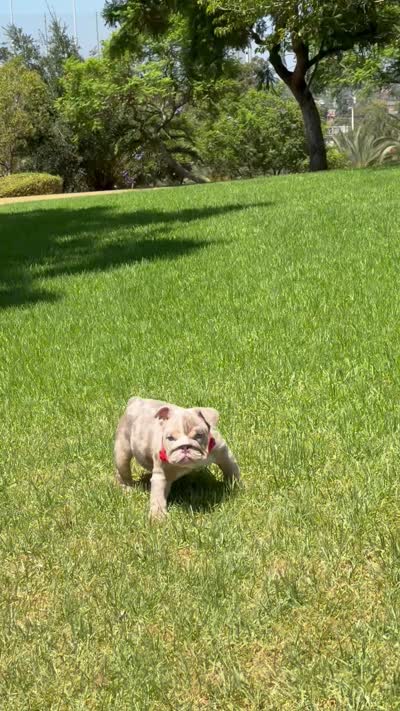 Chanel , a female English Bulldog for sale in Los Angeles, CA – 2 of 3