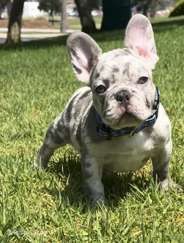 Blue collar  – French Bulldog puppy for sale in Los Angeles, CA