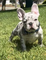 Blue collar , a male French Bulldog for sale in Los Angeles, CA – 1 of 4