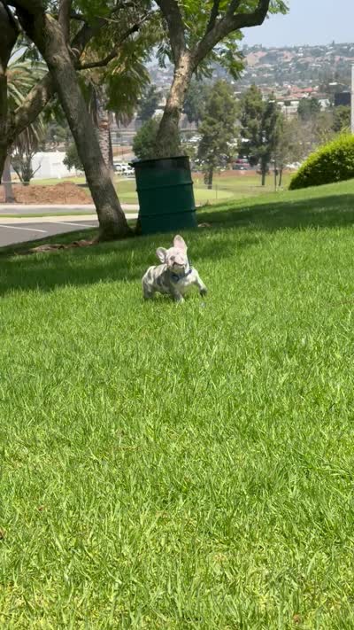 Blue collar , a male French Bulldog for sale in Los Angeles, CA – 4 of 4