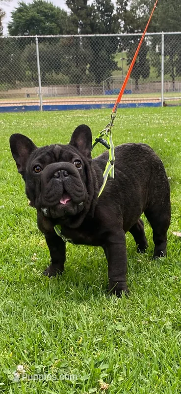 Tiny  – French Bulldog puppy for sale in Los Angeles, CA