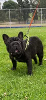 Tiny , a female French Bulldog for sale in Los Angeles, CA – 1 of 1