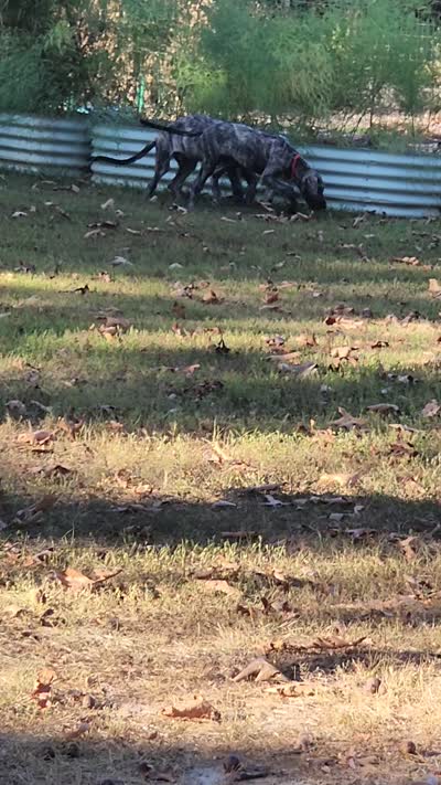 Grey collar, a female Irish Wolfhound for sale in Long Lane, MO – 4 of 6