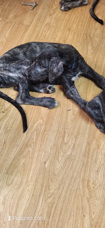 Dark blue collar – Irish Wolfhound puppy for sale in Long Lane, MO