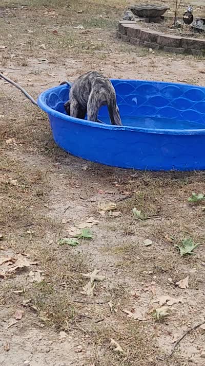 Dark blue collar, a male Irish Wolfhound for sale in Long Lane, MO – 2 of 2