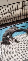 Dark pink collar, a female Irish Wolfhound for sale in Long Lane, MO – 2 of 2