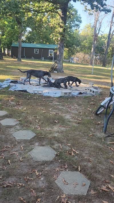  blue collar, a male Irish Wolfhound for sale in Long Lane, MO – 5 of 5