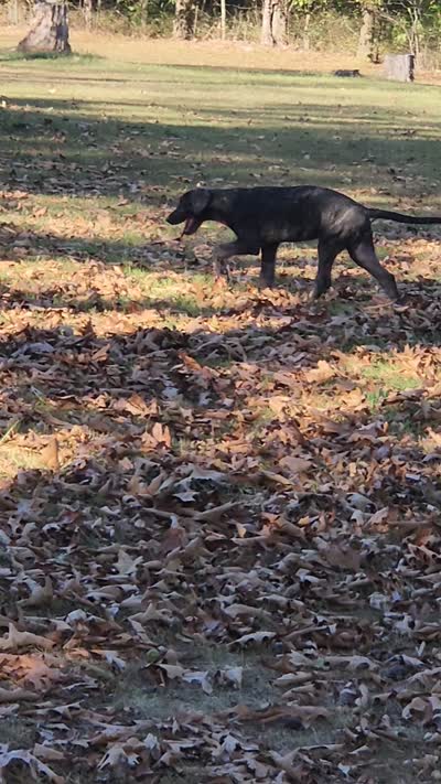  blue collar, a male Irish Wolfhound for sale in Long Lane, MO – 3 of 5