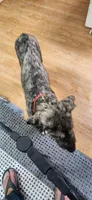Red collar, a female Irish Wolfhound for sale in Long Lane, MO – 1 of 2