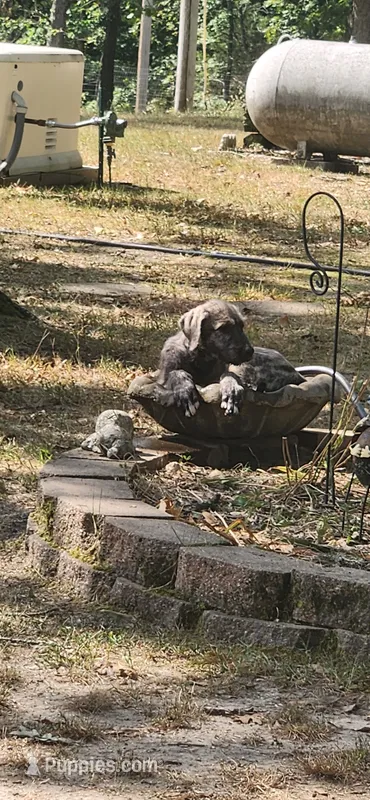 Black collar – Irish Wolfhound puppy for sale in Long Lane, MO