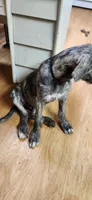 Black collar, a male Irish Wolfhound for sale in Long Lane, MO – 2 of 3