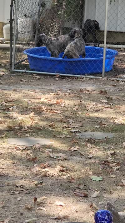 Black collar, a male Irish Wolfhound for sale in Long Lane, MO – 3 of 3