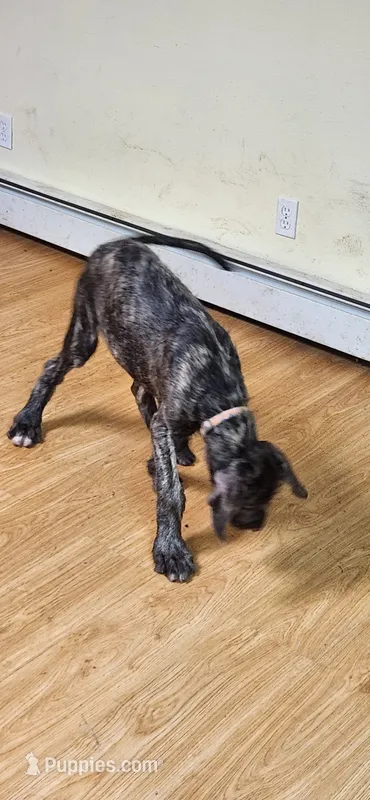 Orange como collar – Irish Wolfhound puppy for sale in Long Lane, MO