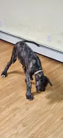 Orange como collar, a male Irish Wolfhound for sale in Long Lane, MO – 1 of 2