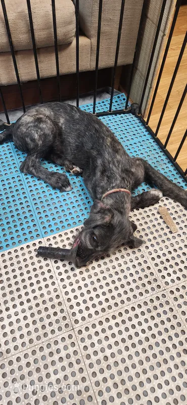 Dark pink collar – Irish Wolfhound puppy for sale in Long Lane, MO