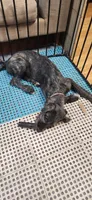 Dark pink collar, a female Irish Wolfhound for sale in Long Lane, MO – 1 of 2