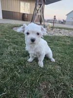 Jack, a male Maltese for sale in Grabill, IN – Photo 3 of 5