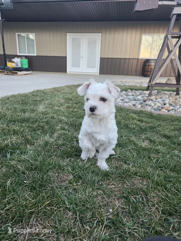 Jack – Maltese puppy for sale in Grabill, IN