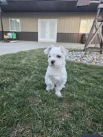 Jack, a male Maltese for sale in Grabill, IN – Photo 1 of 5