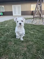 Jack, a male Maltese for sale in Grabill, IN – Photo 4 of 5