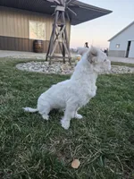Jack, a male Maltese for sale in Grabill, IN – Photo 2 of 5