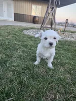 Jack, a male Maltese for sale in Grabill, IN – Photo 5 of 5