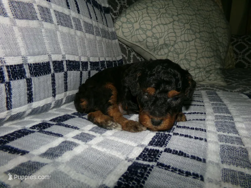 AKC Chief  – Poodle - Miniature  puppy for sale in Cub Run, KY