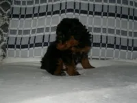 AKC Chief , a male Poodle - Miniature  for sale in Cub Run, KY – Photo 3 of 4