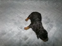 AKC Chief , a male Poodle - Miniature  for sale in Cub Run, KY – Photo 3 of 3