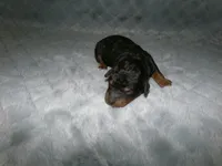 AKC Chief , a male Poodle - Miniature  for sale in Cub Run, KY – Photo 2 of 3