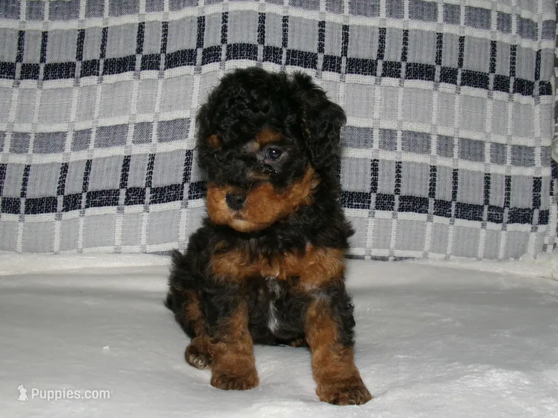 AKC Chief  – Poodle - Miniature  puppy for sale in Cub Run, KY
