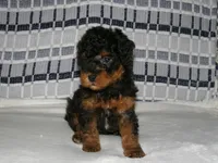 AKC Chief , a male Poodle - Miniature  for sale in Cub Run, KY – Photo 1 of 4