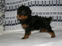 AKC Chief , a male Poodle - Miniature  for sale in Cub Run, KY – Photo 4 of 4